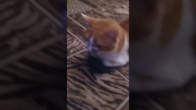 Это жесть зомби апокалепсис!!!!!! смотреть онлайн