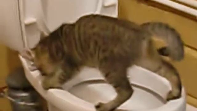 кот не знает как работает унитаз смотреть онлайн