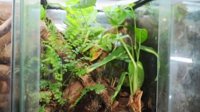 This Bearded Dragon Set Up Was Trash, So We Built Him A Brand New One! смотреть онлайн