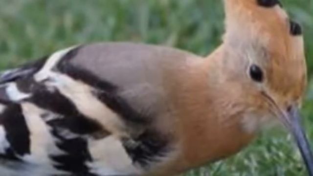 Rüyada hüt hüt kuşu görmek смотреть онлайн