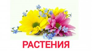 УЧИМ РАСТЕНИЯ для детей  развивающие мультики обучающее познавательное видео для малышей на русском