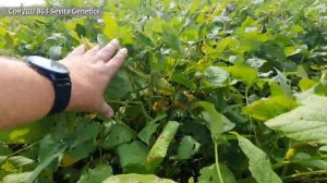 Соя ДШ 863. Республика Адыгея