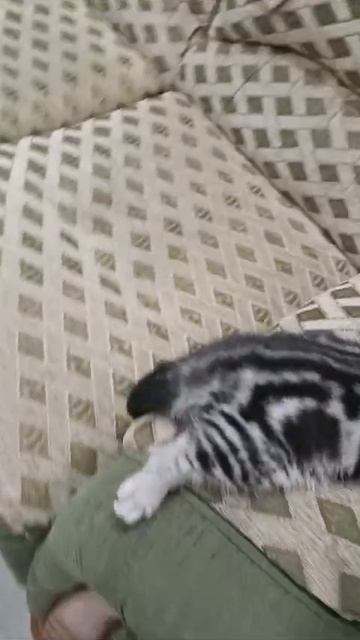 Уснула на бортике дивана