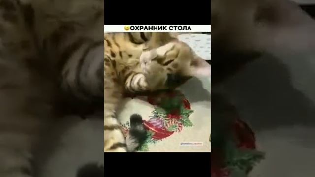 РТ на оплату 1000 смотреть онлайн