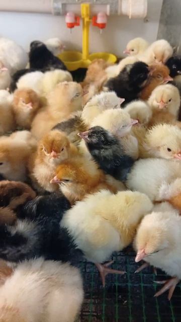 цыплят всё больше)