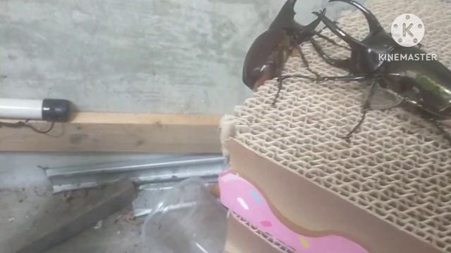 Rhinoceros beetle battle : (88mm) Chalcosoma Atlas vs (83) Xylotrupes gideon Florensis смотреть онлайн