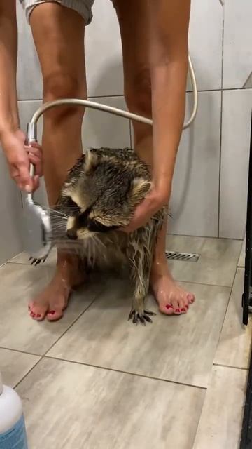 Енот Тема отказывается мыться смотреть онлайн