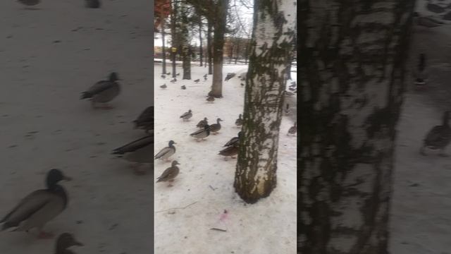 ярославль 05.03.2025 уточки