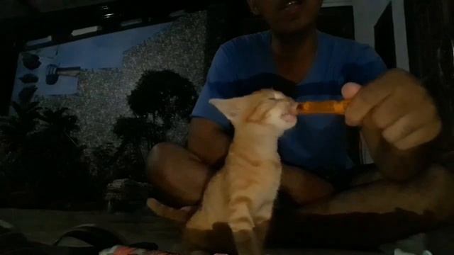 Funny cat "Kucing doyan SOSIS" смотреть онлайн