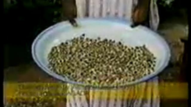Purifying Water With Seeds From The Moringa Oleifera Tree