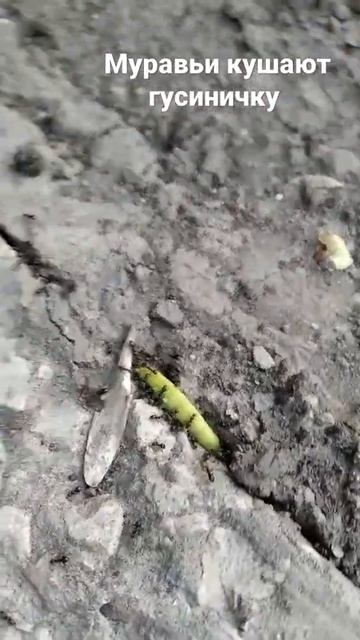 Муравьи кушают гусеничку!Ants eat a caterpillar! смотреть онлайн