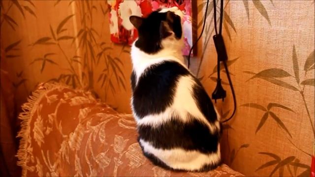 Кошка Лола смотреть онлайн