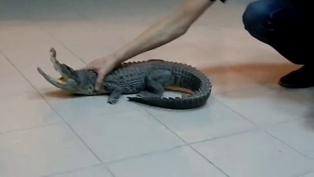 Камышин живой крокодил смотреть онлайн