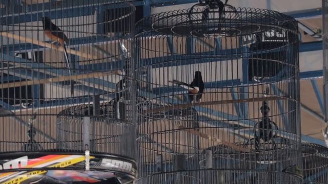 MB BISON TAMPIL MEWAH DIGELARAN SMM FEAT ROBINSON, TIKET 11 JUTA смотреть онлайн