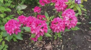 Пересадка рододендронов