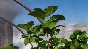 Приобрела Автономку для обогрева теплицы 🔥