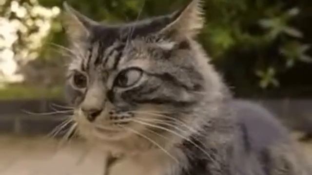 Ёж моё!!! Кот!!!! смотреть онлайн