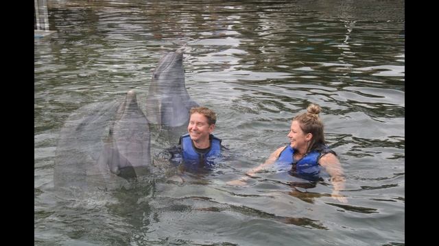 Swimming With Dolphins