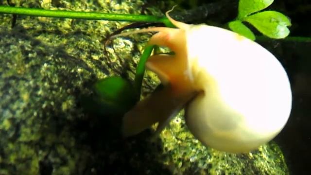 Look Deep Into My Snails Crack!!! смотреть онлайн