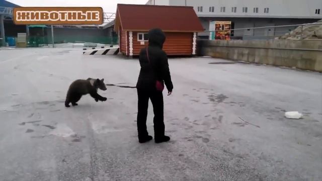 СМЕШНОЕ ОТ МЕДВЕДЯ. ВЫПУСК 2 смотреть онлайн