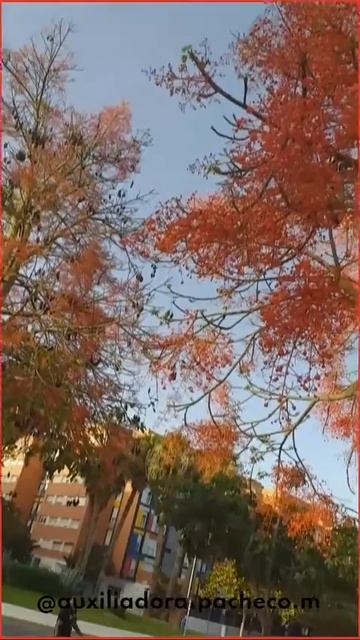 Árbol de fuego смотреть онлайн