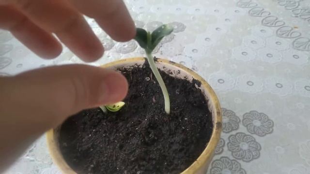 попытался выростить тыкву дома : результат через неделю смотреть онлайн