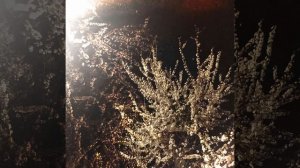 Rory in early 20s - その箱の中に入る。