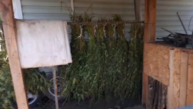 Крапива - режим, вяжем, сушим и всё это для курочек. смотреть онлайн