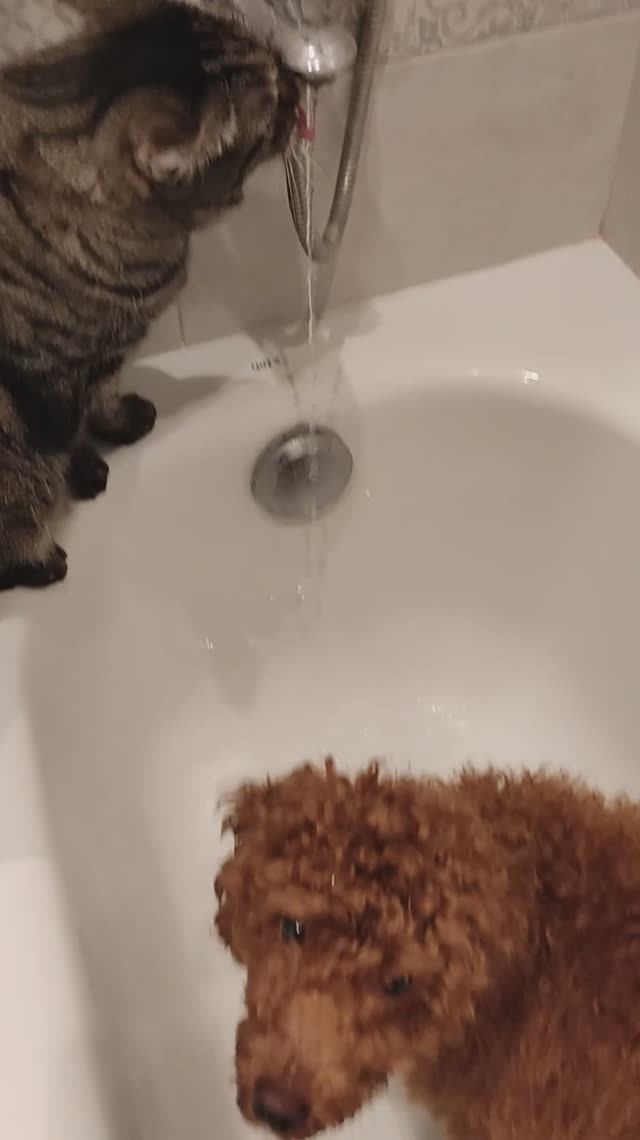 Пьющие животные. Квартирный водопой. Кошка Шера и пудель Барни пьют воду из-под крана. 17042024.