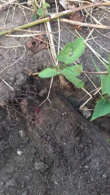 #shorts Kumuha ako ng camote SWEET POTATO para e mix sa luluting RICE|living in reality HARVESTING смотреть онлайн