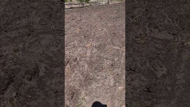 Деревенский вечер. Поросята, трава, огород 😂😂Жизнь в деревне. Деревенская семья. смотреть онлайн