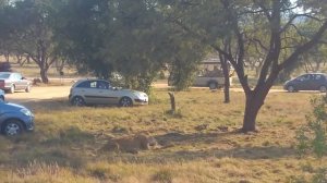 JOHANNESBURG GEZİSİ || Safari, Aslan Parkı ve Soweto Türküsü || GÜNEY AFRİKA Gezisi 6. Bölüm 🇿🇦 #25