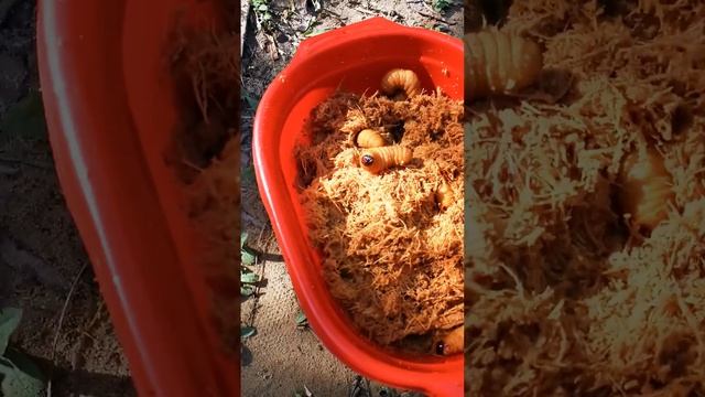 Сури - деликатесы Перу смотреть онлайн