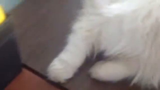 Раненый кот смотреть онлайн