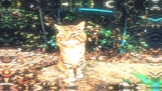 #кайф #котикшарит