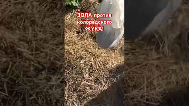 Эксперимент с картошкой! ЗОЛА против колорадского ЖУКА! смотреть онлайн