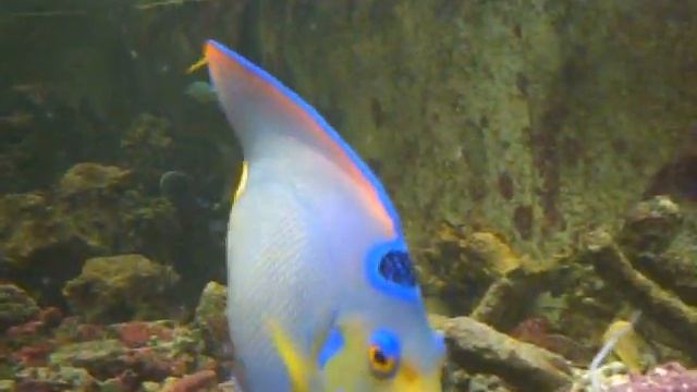 queen angel fish смотреть онлайн