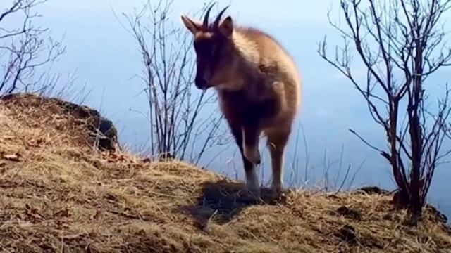 Редкий горный горал попал в видеоловушку смотреть онлайн