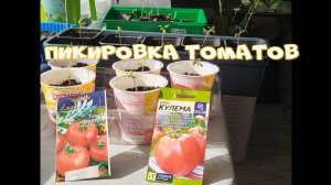 Пикировка рассады томатов. Когда начинаю пикировать.