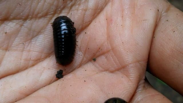 PILL MILIPEDE | kaki seribu unik berbentuk kapsul смотреть онлайн