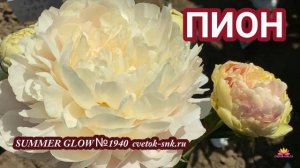 Пион Summer Glow. Цветение 2022 года / Сад Ворошиловой