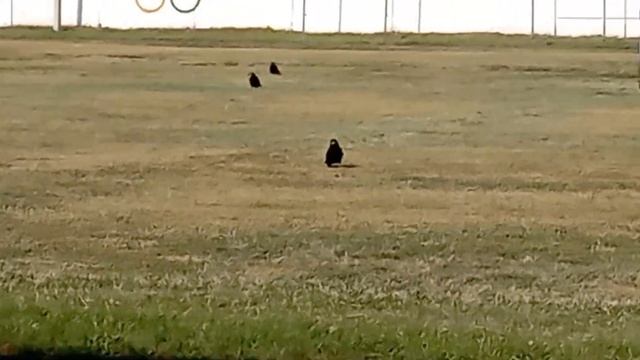 видео грачей смотреть онлайн