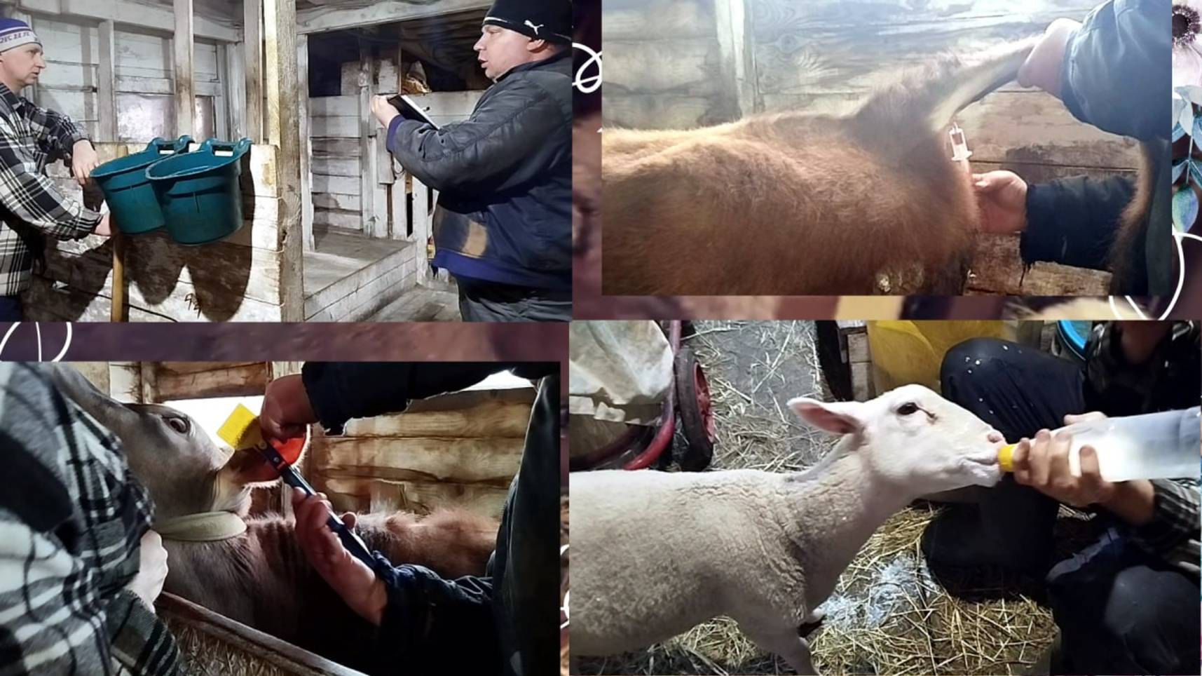 БИРКУЕМ КОРОВ🌼 СДАЕМ АНАЛИЗЫ🌷 ВАРИМ СЫР🧀 КОРМИМ ЯГНЯТ🪻 смотреть онлайн