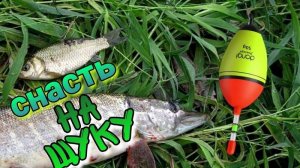 Ловим ЩУКУ на поплавок. Делюсь секретом рыболовного монтажа на хищника.