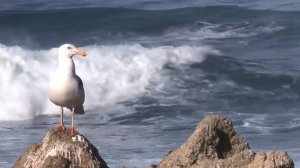 #00367 music#_Эту музыку можно слушать вечно! Сергей Чекалин! Божественная музыка, способная