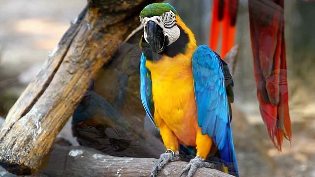 Dolby 4K HDR Vision with Soothing Music (World's Best Birds Vivid Colorful) смотреть онлайн