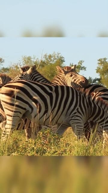 Они невероятно красивы #shorts смотреть онлайн