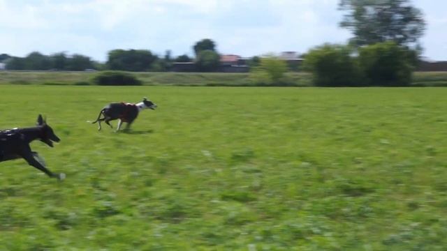 Big family on the field смотреть онлайн