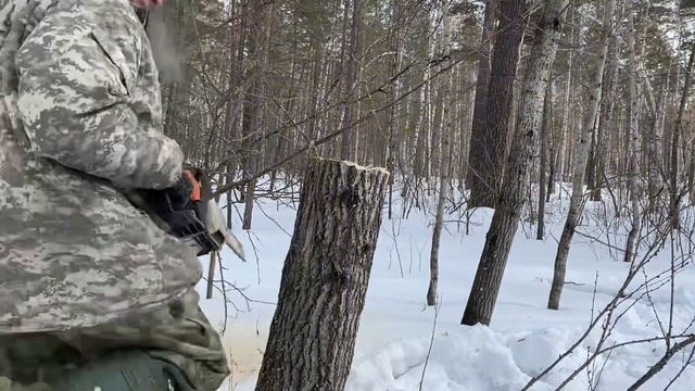 Солонец для копытных. Делаем правильный солонец. Работает 100%.