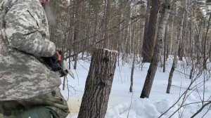 Солонец для копытных. Делаем правильный солонец. Работает 100%.